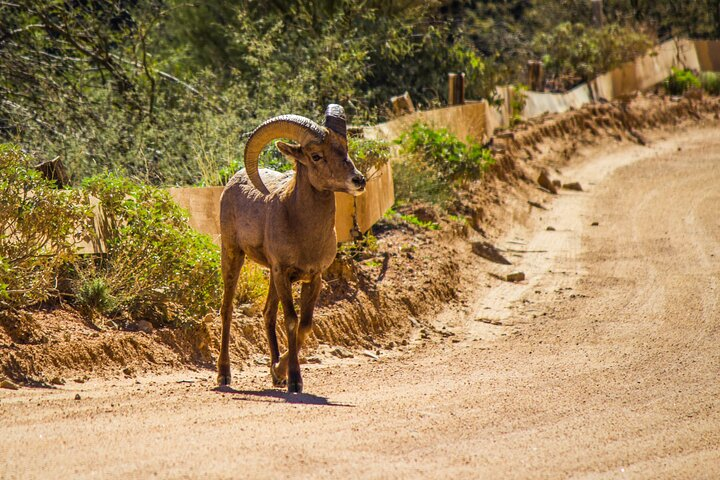 Apache Trail Private Half-Day Tour - Photo 1 of 10